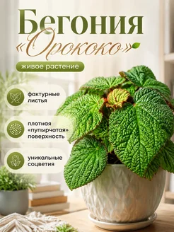 Комнатное растение Бегония Орококо Живое