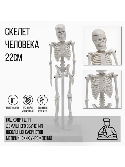 Анатомическая модель «Макет скелета взрослого человека», 22, вариант