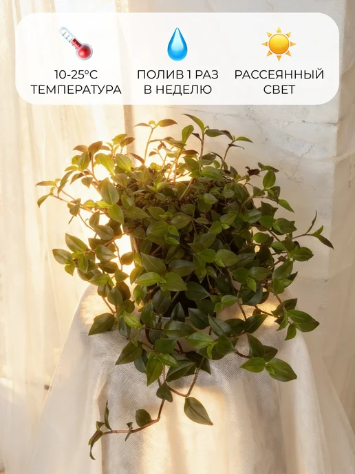 sinitsa_leaf Традесканция комнатная Приречная взрослое растение в горшке, зеленый, фото 3
