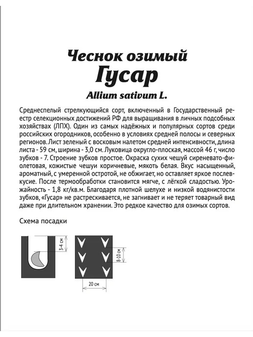 Агросидстрейд Чеснок озимый Гусар 0.45 кг, 450 г, фото 2