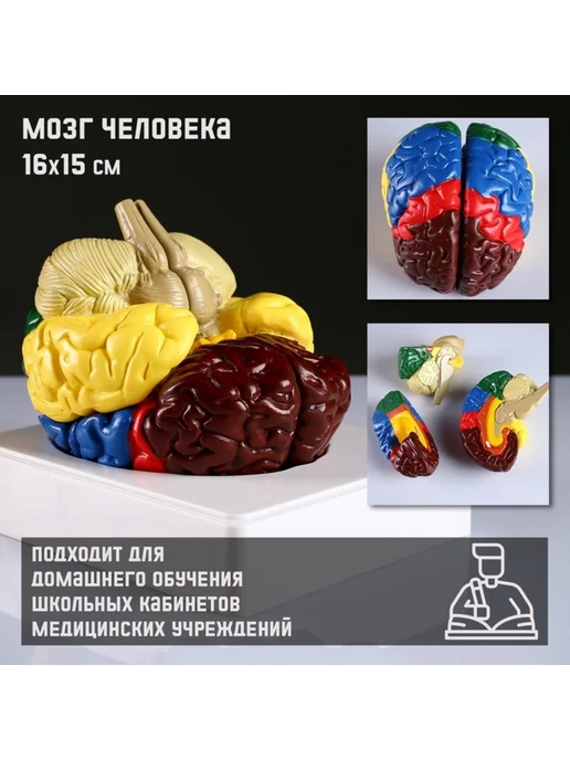 <> Анатомическая модель мозга человека 16х15 см, 16x15 см