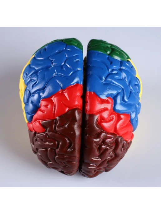 <> Анатомическая модель мозга человека 16х15 см, 16x15 см, фото 4