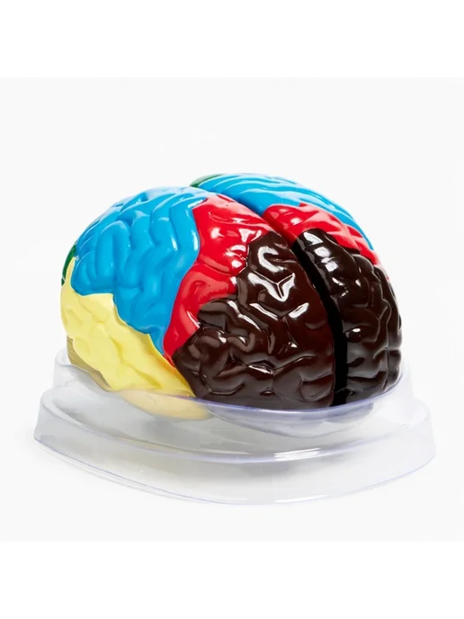 <> Анатомическая модель мозга человека 16х15 см, 16x15 см, фото 6