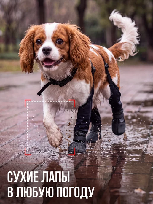 Conflate Обувь для собак с подтяжками, черный, фото 4