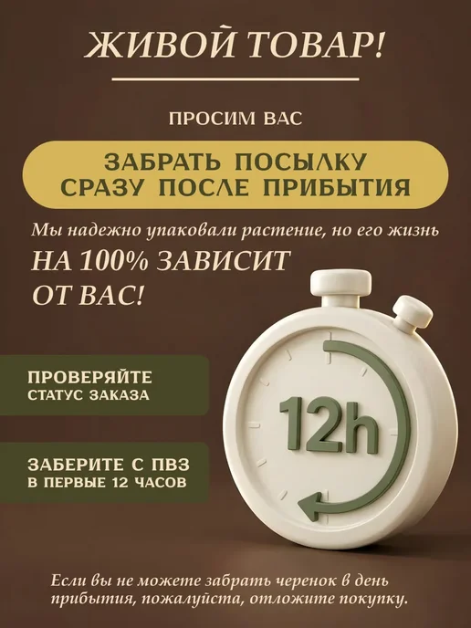 Я ЧЕРЕНОК ЦВЕТОК Традесканция Лоллипоп живое комнатное растение черенки, бежевый, фото 7