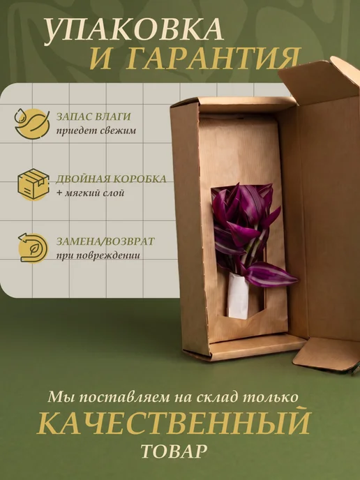 Я ЧЕРЕНОК ЦВЕТОК Алоэ Вера живое комнатное растение черенки, вариант, фото 5