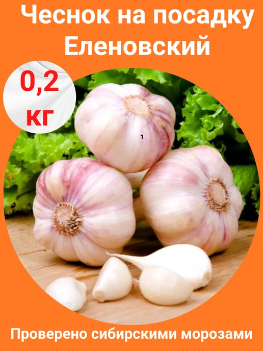 Шепот лепестков Чеснок на посадку Еленовский озимый зимостойкий урожайный, белый