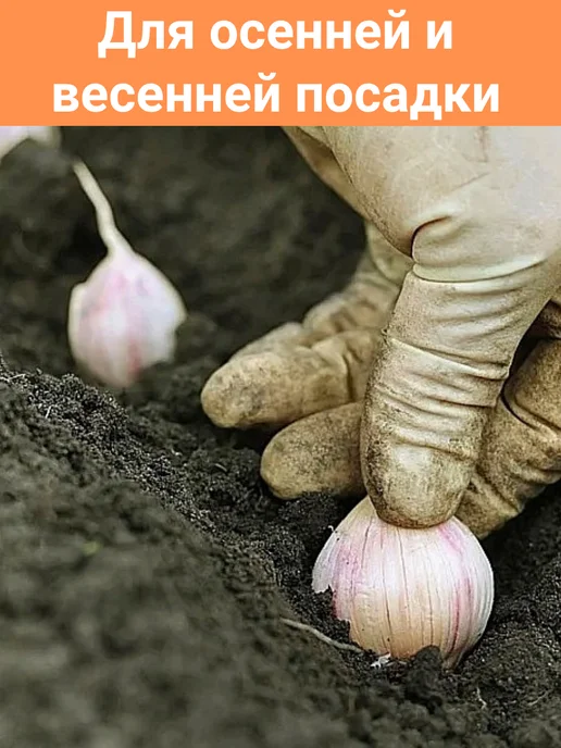 Шепот лепестков Чеснок на посадку Еленовский озимый зимостойкий урожайный, белый, фото 4