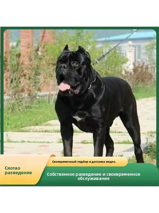Итальянские овчарки-каверзани, щенки для продажи, вариант, фото 2