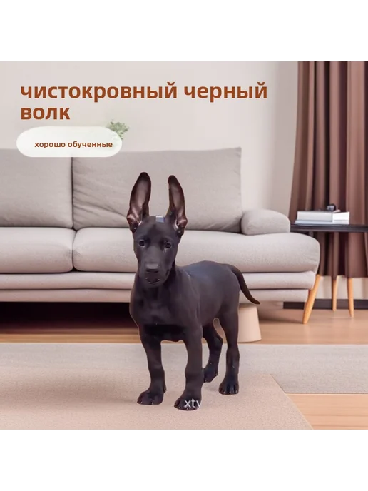 Черные гигантские охранники-щенки породы волк, черный, фото 2