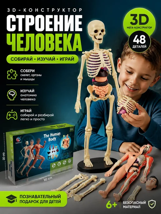 3Д конструктор со скелетом, детский, анатомия для детей, вариант, фото 2