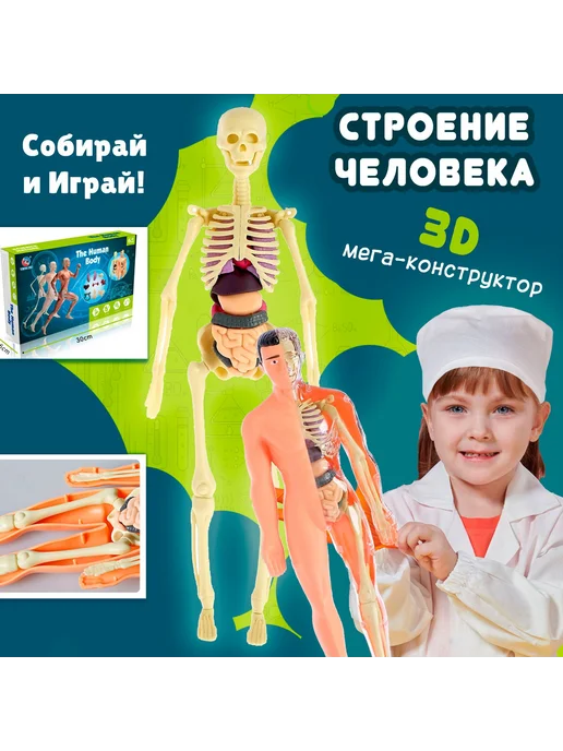 3Д конструктор со скелетом, детский, анатомия для детей, вариант, фото 3