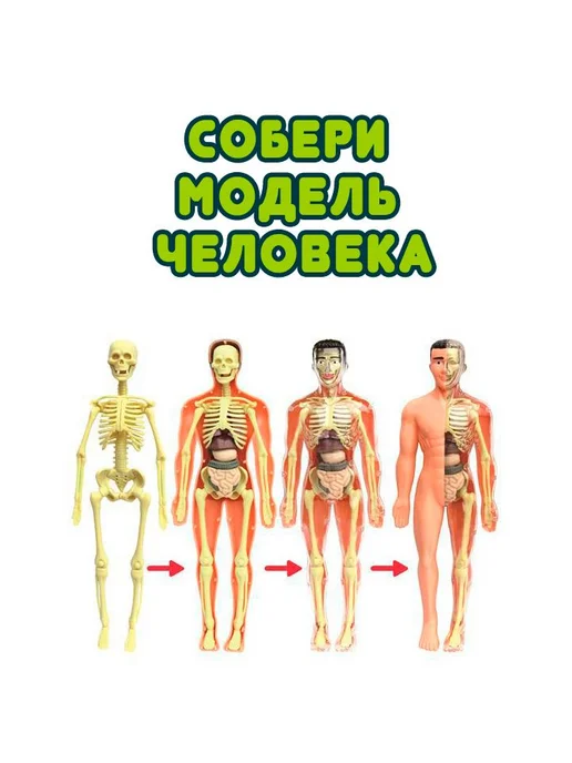 3Д конструктор со скелетом, детский, анатомия для детей, вариант, фото 5