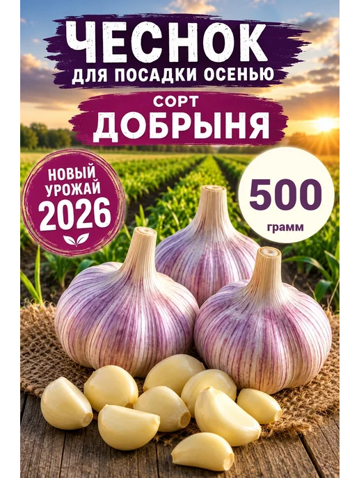 Чеснок озимый сорт Добрыня 1 кг, 500 г