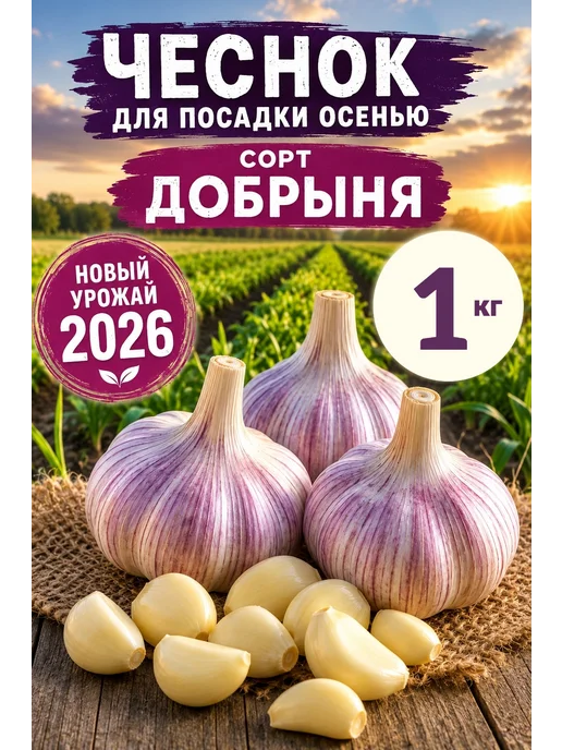 Чеснок озимый сорт Добрыня 1 кг, 1 кг