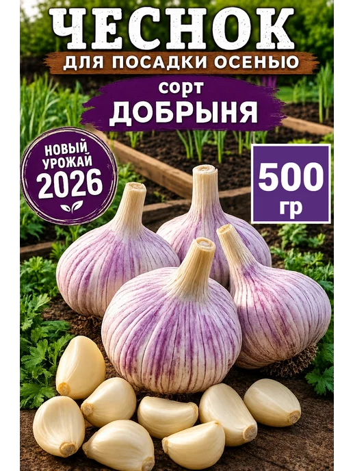 Чеснок озимый сорт Добрыня 1 кг, 500 г