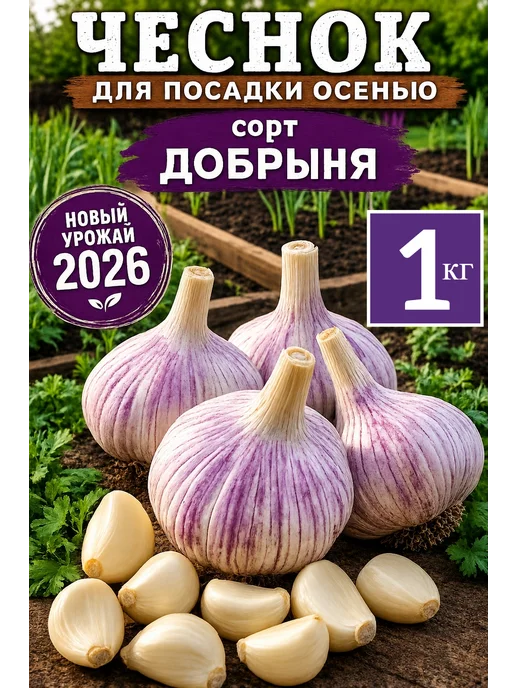 Чеснок озимый сорт Добрыня 1 кг, 1 кг