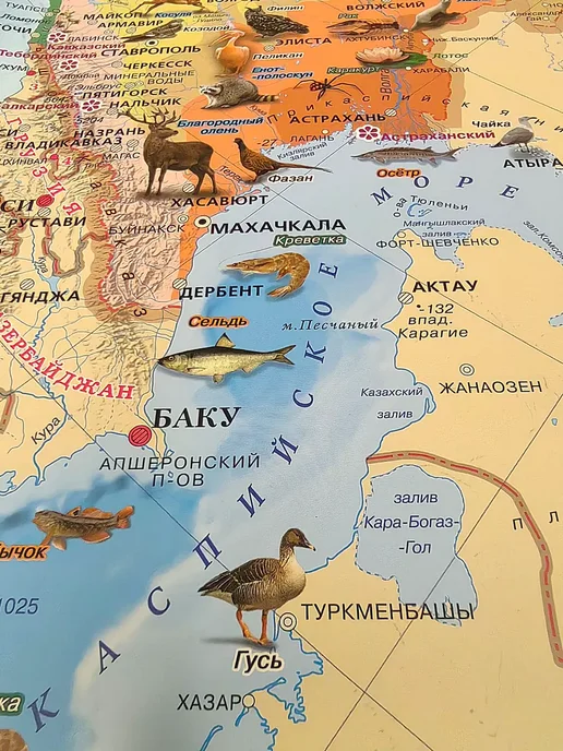 Атлас Принт Карта природных зон россии настенная для детей 142х100 см, 142x100 см, фото 2