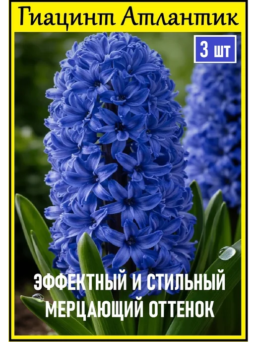 Гиацинт Атлантик 3шт, 3 шт