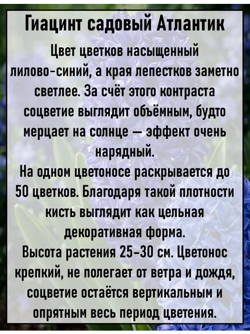 Гиацинт Атлантик 3шт, 5 шт, фото 3