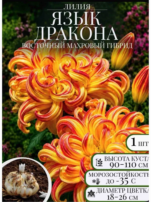 Луковицы лилии Язык дракона 1 штука, желтый