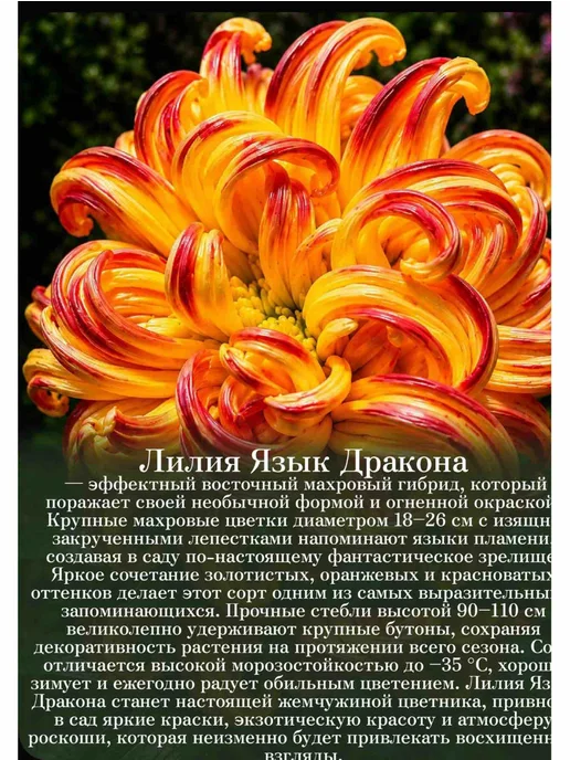 Луковицы лилии Язык дракона 1 штука, желтый, фото 2