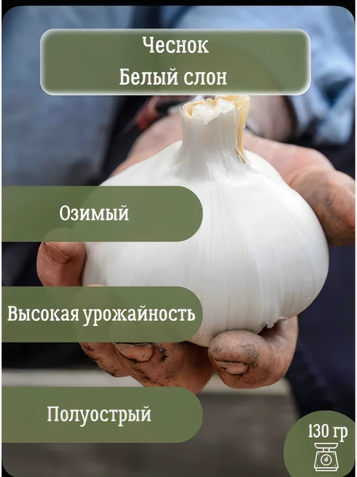 Чеснок озимый на посадку Белый слон, белый