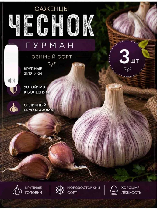 Чеснок озимый на посадку Белый слон, Гурман