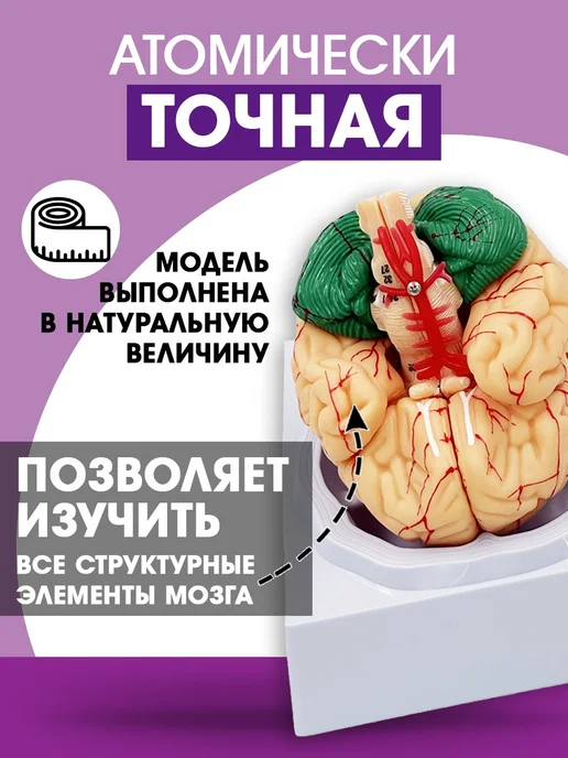 Анатомическая модель мозг человека разборный, вариант, фото 2