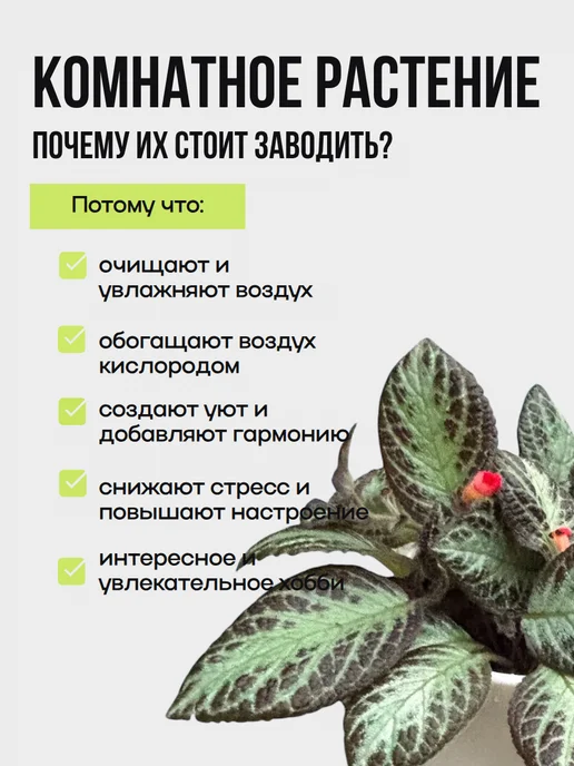 EXOTICA Эписция Серебряное Сияние (Episcia) D12см, живой цветок, серебристый, фото 2
