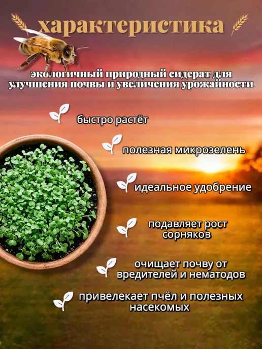 ВЗРЫВ УРОЖАЯ Горчица желтая сидерат семена, желтый, фото 2