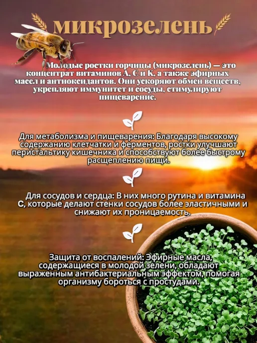 ВЗРЫВ УРОЖАЯ Горчица желтая сидерат семена, желтый, фото 4