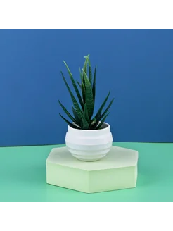 Нет бренда Искусственное алоэ в горшке, 6x14 см, зеленый