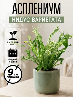 ZELE Асплениум Нидус Вариегата живое комнатное растение