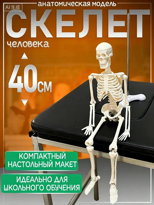 Анатомическая модель скелета человека 1 4, 40 см, вариант