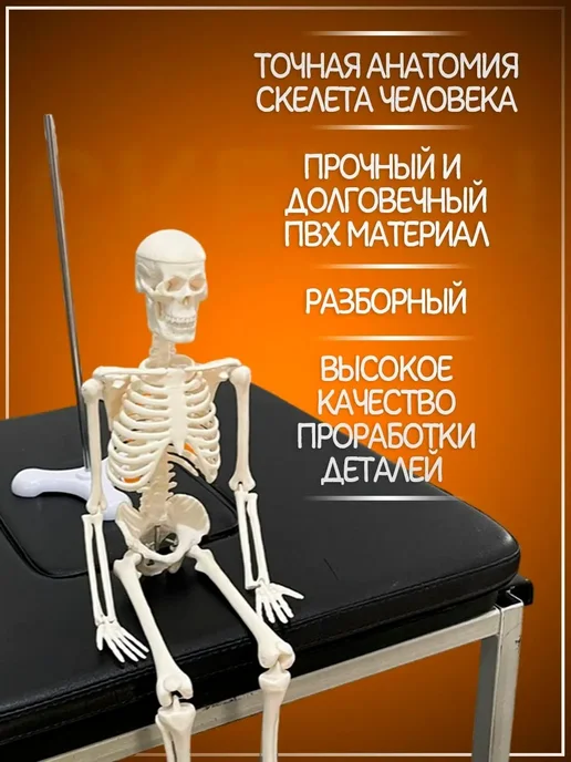 Анатомическая модель скелета человека 1 4, 40 см, вариант, фото 2