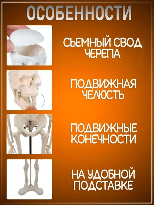 Анатомическая модель скелета человека 1 4, 40 см, вариант, фото 3