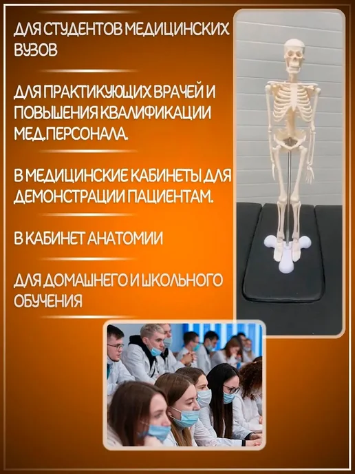 Анатомическая модель скелета человека 1 4, 40 см, вариант, фото 4