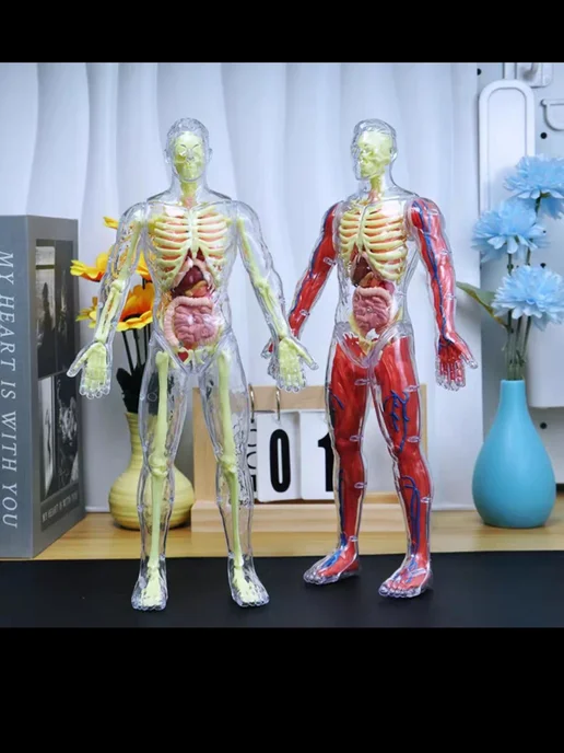 3D-модель анатомии человека (скелет и внутренние органы) для…, вариант