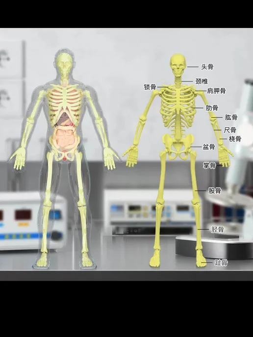 3D-модель анатомии человека (скелет и внутренние органы) для…, вариант, фото 6