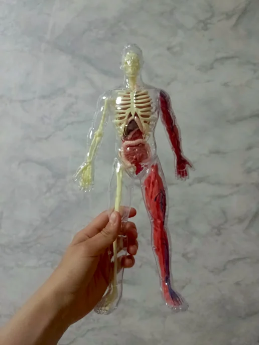 3D-модель анатомии человека (скелет и внутренние органы) для…, вариант, фото 7