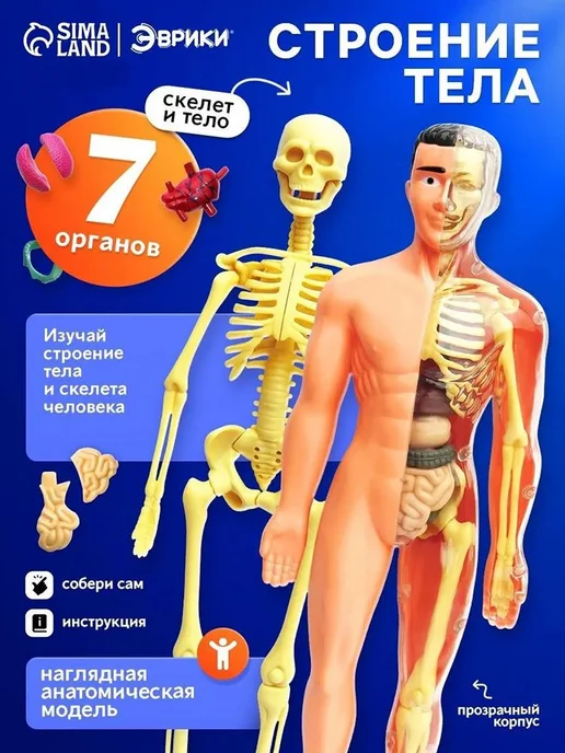 Детская модель скелета, обучающий набор по анатомии, вариант
