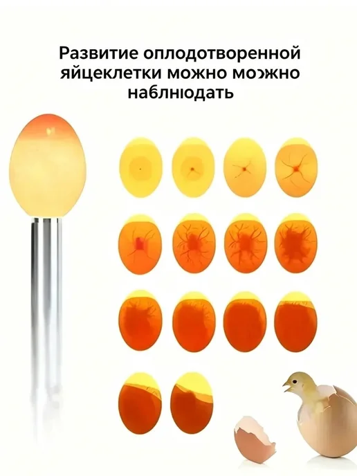 Овоскоп для куриных и перепелиных яиц, вариант, фото 3