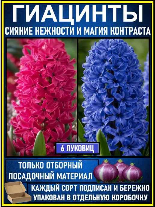Гиацинт Атлантик 3шт, синий