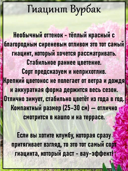 Гиацинт Атлантик 3шт, синий, фото 5