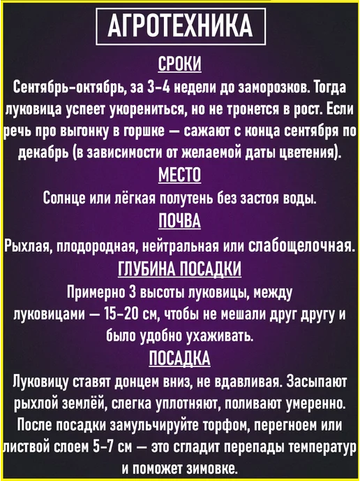 Гиацинт Атлантик 3шт, синий, фото 6