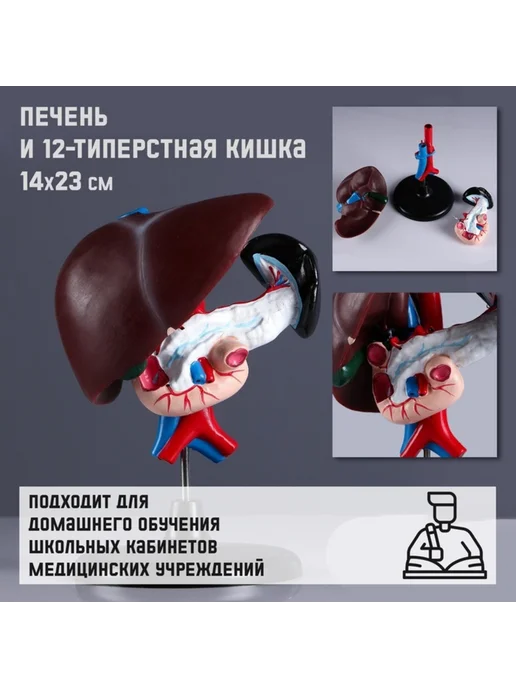 <> Анатомическая модель печени и 12-перстной кишки, вариант