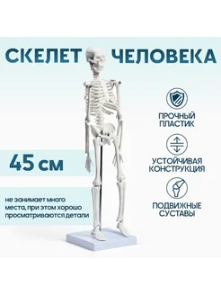 <> Анатомическая модель макета скелета человека 45 см