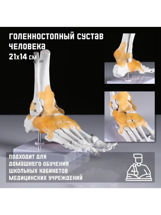 <> Анатомическая модель голеностопного сустава 21 см, вариант