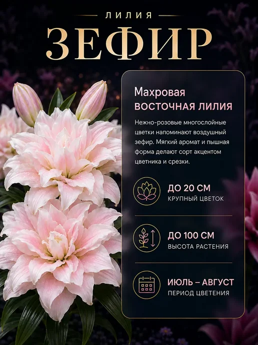 Питомник "Витаминка" Лилия махровая Зефир, луковица, белый, фото 2